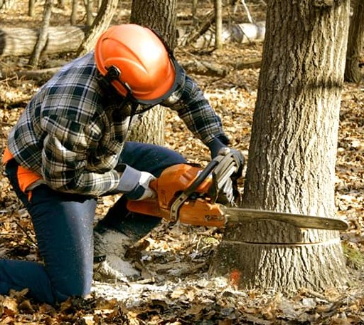 Tree Removal in Grassflat, PA